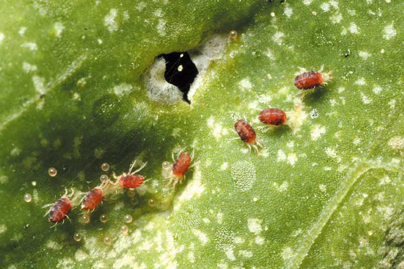 ハダニを無農薬で駆除する方法 植物を害虫から守る予防 対策も紹介 農家ログ 脱サラ30代新米農家の日々の記録