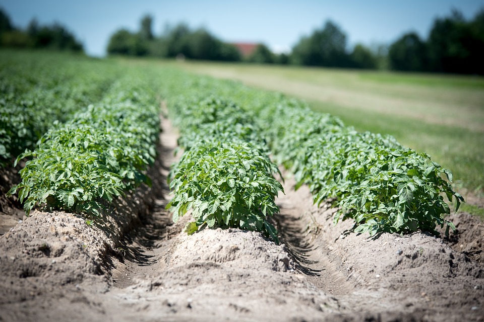 ヨトウムシを無農薬で駆除する方法まとめ 繁殖を防ぐ予防 対策も紹介 農家ログ 脱サラ30代新米農家の日々の記録